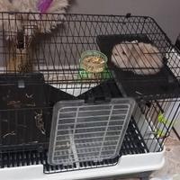 Dolce coniglio nano di quasi 3 mesi