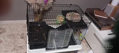 Dolce coniglio nano di quasi 3 mesi