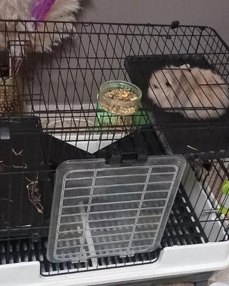 ULTIMO PREZZO Dolce coniglio nano di quasi 3 mesi