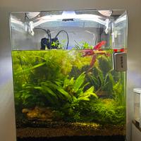 Acquario Aquael 70L con colonnina apposita