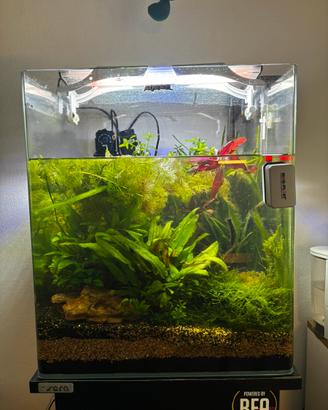 Acquario Aquael 70L con colonnina apposita