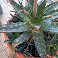 Piante Aloe vera