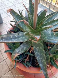 Piante Aloe vera