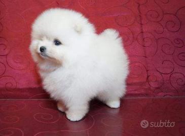 Spitz pomerania Bianchi