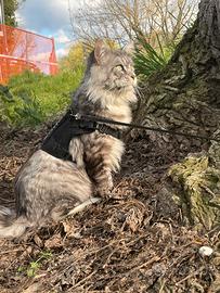 Maine Coon stallone