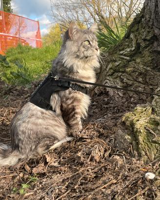 Maine Coon stallone