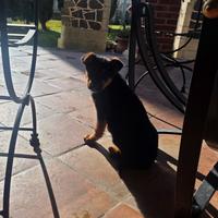 Cuccioli pastore tedesco ( non originali )