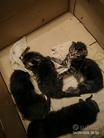 Disponibili tre gattine femmine