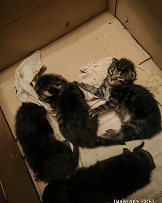 Disponibili tre gattine femmine