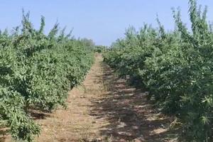 Azienda agricola con 1.100 mandorli e fabbricato