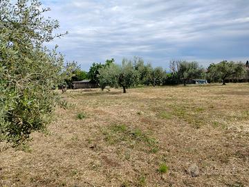 Terreno edificabile con uliveto. VELLETRI
