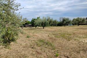 Terreno edificabile con uliveto. VELLETRI