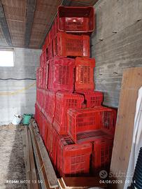 cassette raccolta olive 