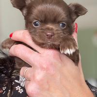 Cucciolo chihuahua chocolate maschio