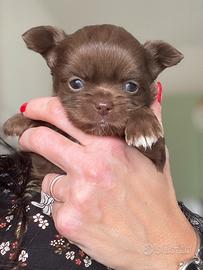 Cucciolo chihuahua chocolate maschio