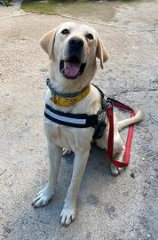 Cuccioli di Labrador puri