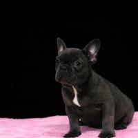 Bulldog francese
