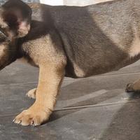 Bulldog francese
