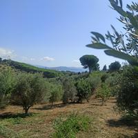 Rif.TER24| terreno agricolo follonica