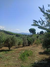 Rif.TER24| terreno agricolo follonica