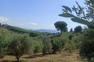 Rif.TER24| terreno agricolo follonica