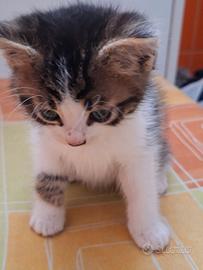 Gattini da adottare