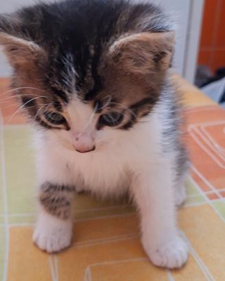 Gattini da adottare
