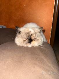 Vengo gatto persiano