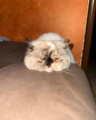 Vengo gatto persiano