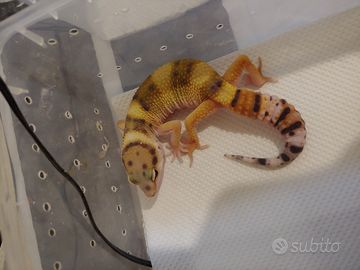Geco leopardino