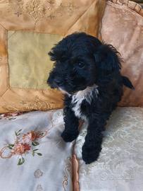 Maltipoo maschietto