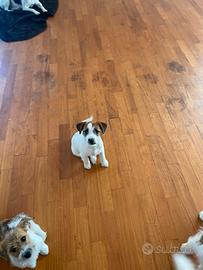 Cuccioli Jack russell terrier pelo ruvido