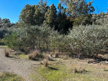 Terreno edificabile Borgo Rurale Stazione Vecchia