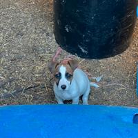 Ultimo maschietto jack russell