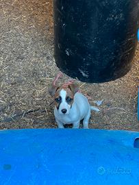 Ultimo maschietto jack russell