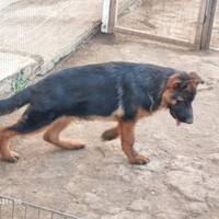 Cucciola femmina di Pastore Tedesco