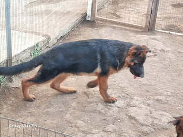 Cucciola femmina di Pastore Tedesco