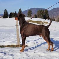 Dobermann disponibile per monte