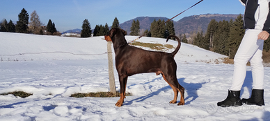 Dobermann disponibile per monte