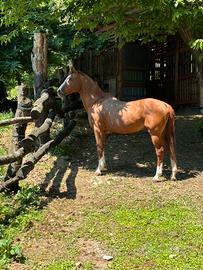 Cavallo stallone bravissimo e da riproduzione