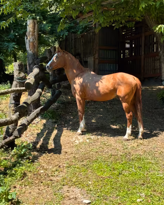 Cavallo stallone bravissimo e da riproduzione
