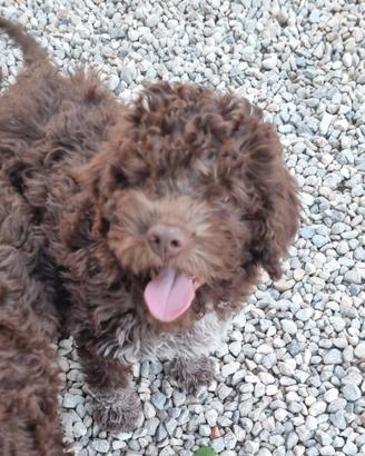 Lagotto Romagnolo