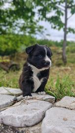 Cuccioli meticci