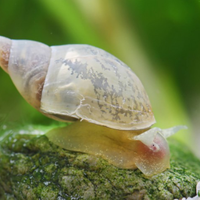 Lumache grandi acquario/laghetto Lymnaea Stagnalis