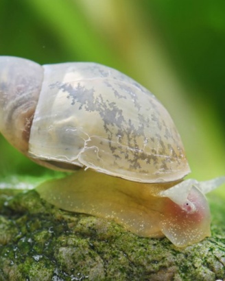 Lumache grandi acquario/laghetto Lymnaea Stagnalis
