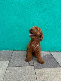 Barboncino Nano Red per Monta