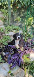Cuccioli di Amstaff 250 Potenza Matera Basilicata