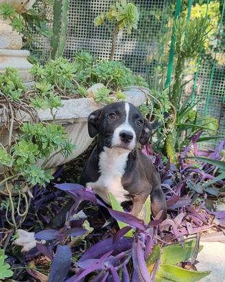 Cuccioli di Amstaff 250 Potenza Matera Basilicata