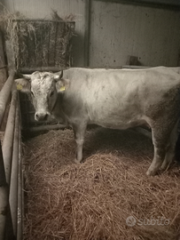 Vacca incrocio piemontese