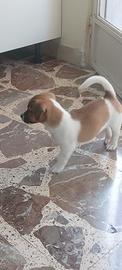 Jack Russel già sverminato e vaccinato